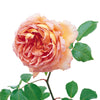 Abraham Darby