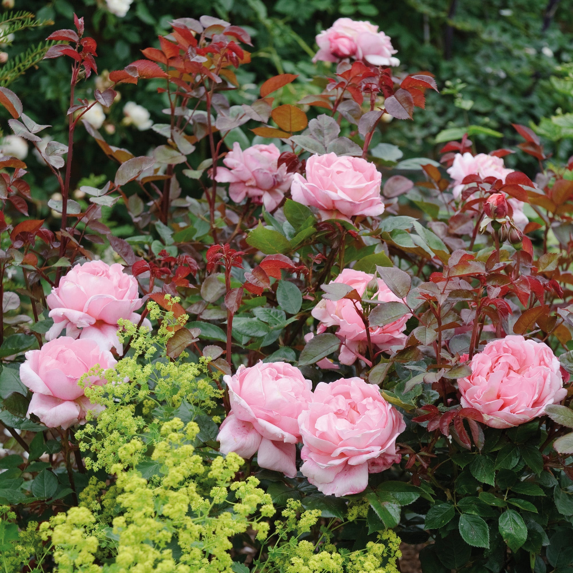 Brother Cadfael | English Shrub Rose | David Austin Roses