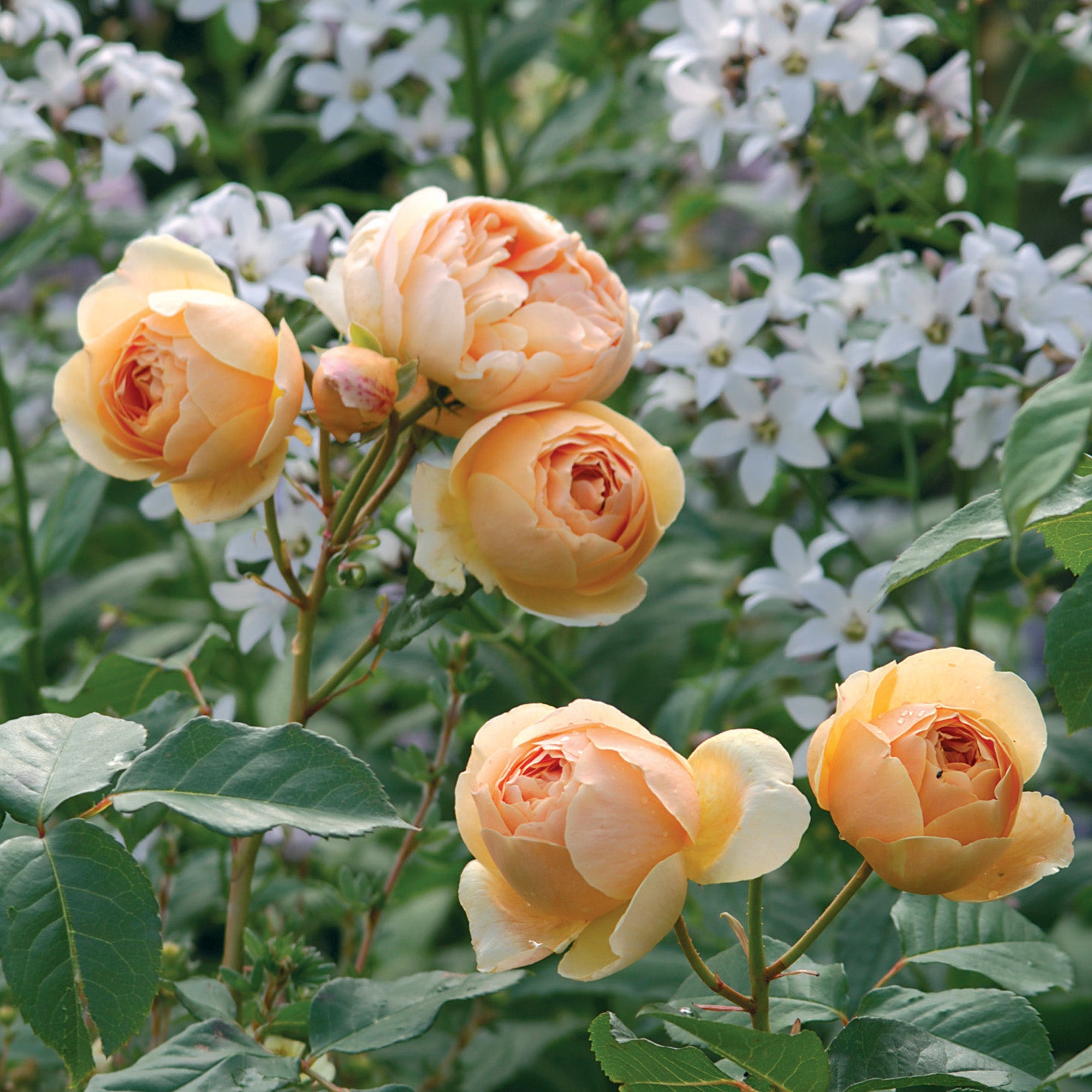 Jude the Obscure | English Shrub Rose | David Austin Roses