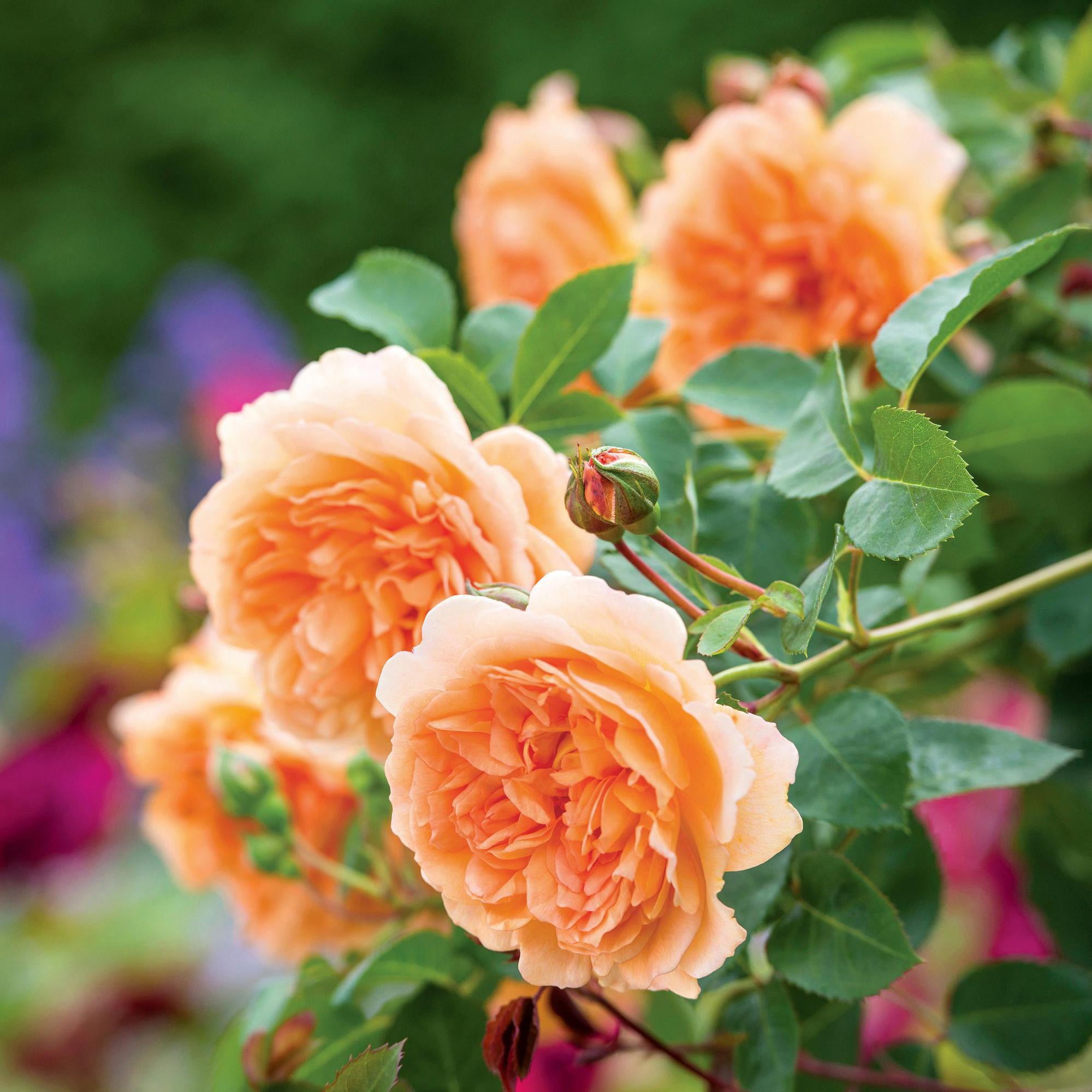 Dame Judi Dench | English Shrub Rose | David Austin Roses