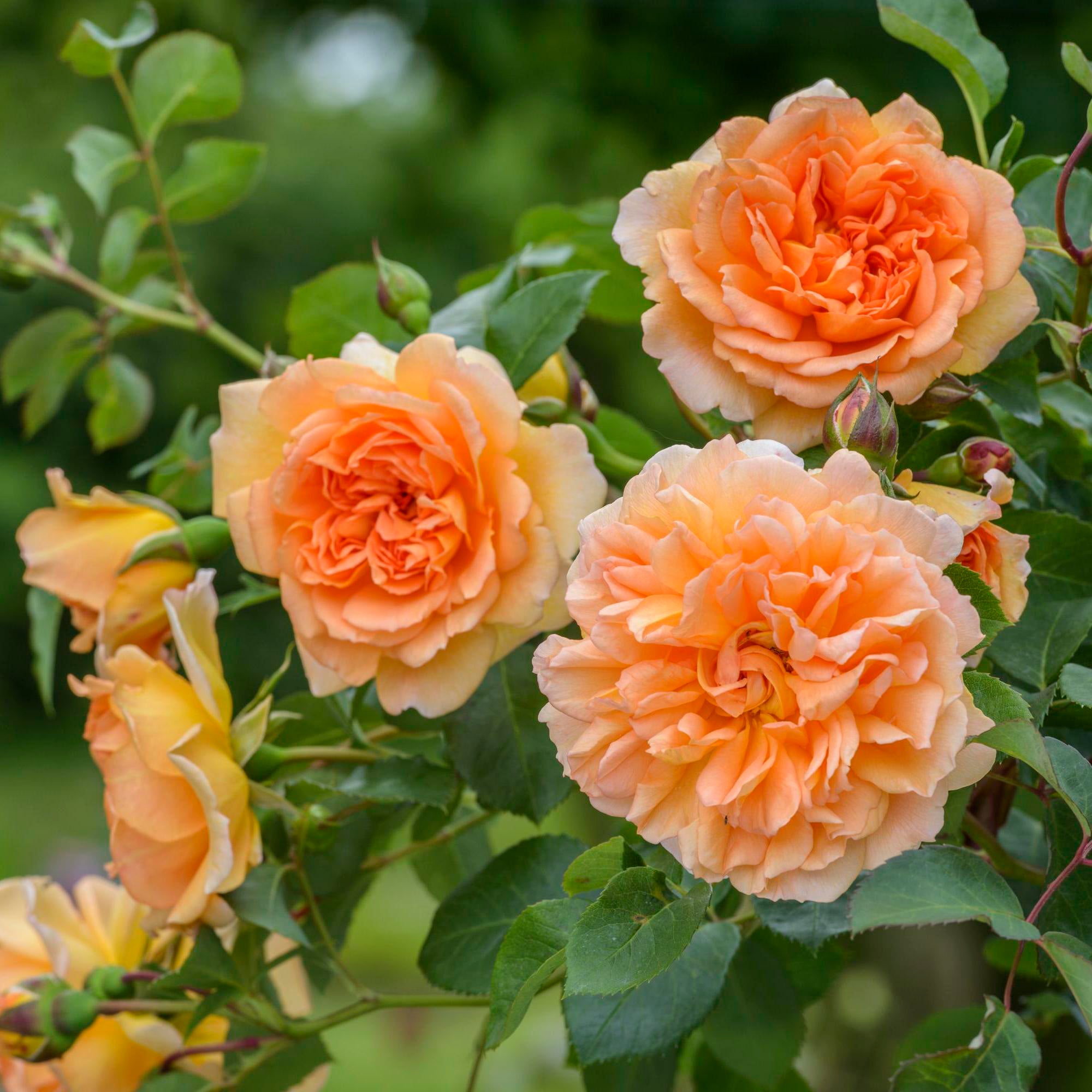 Dame Judi Dench | English Shrub Rose | David Austin Roses
