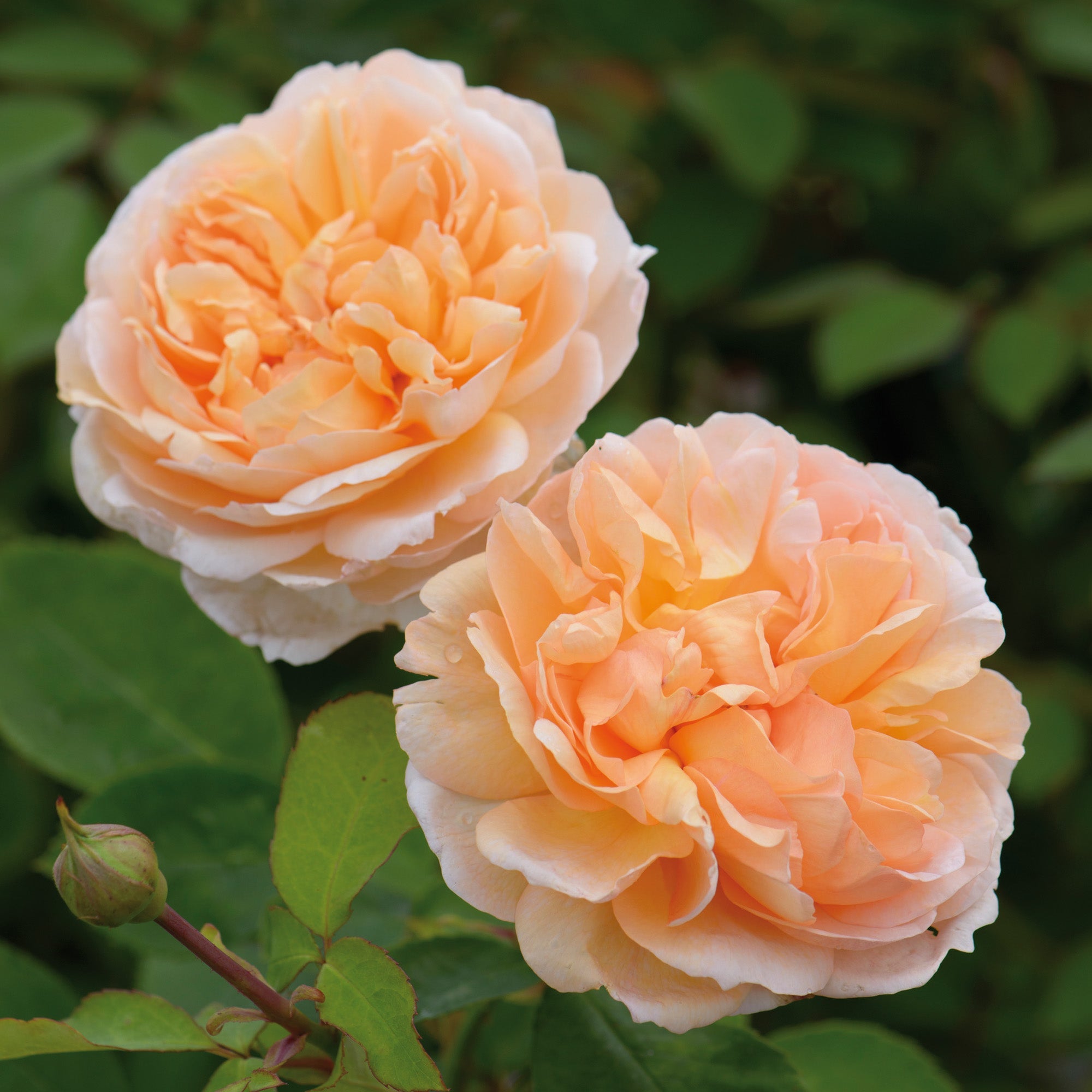 The Lady Gardener | English Shrub Rose | David Austin Roses
