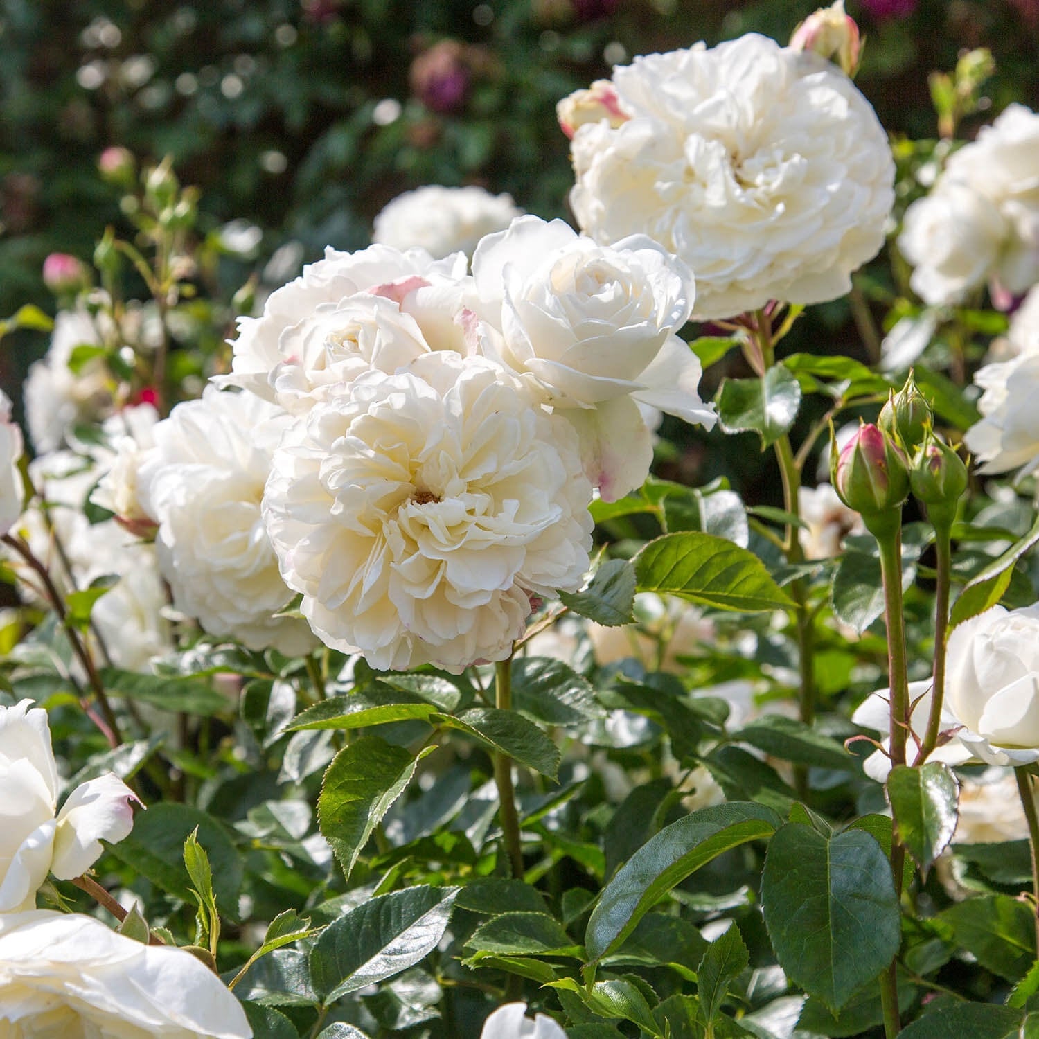 Tranquillity | English Shrub Rose | David Austin Roses