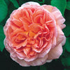 Abraham Darby