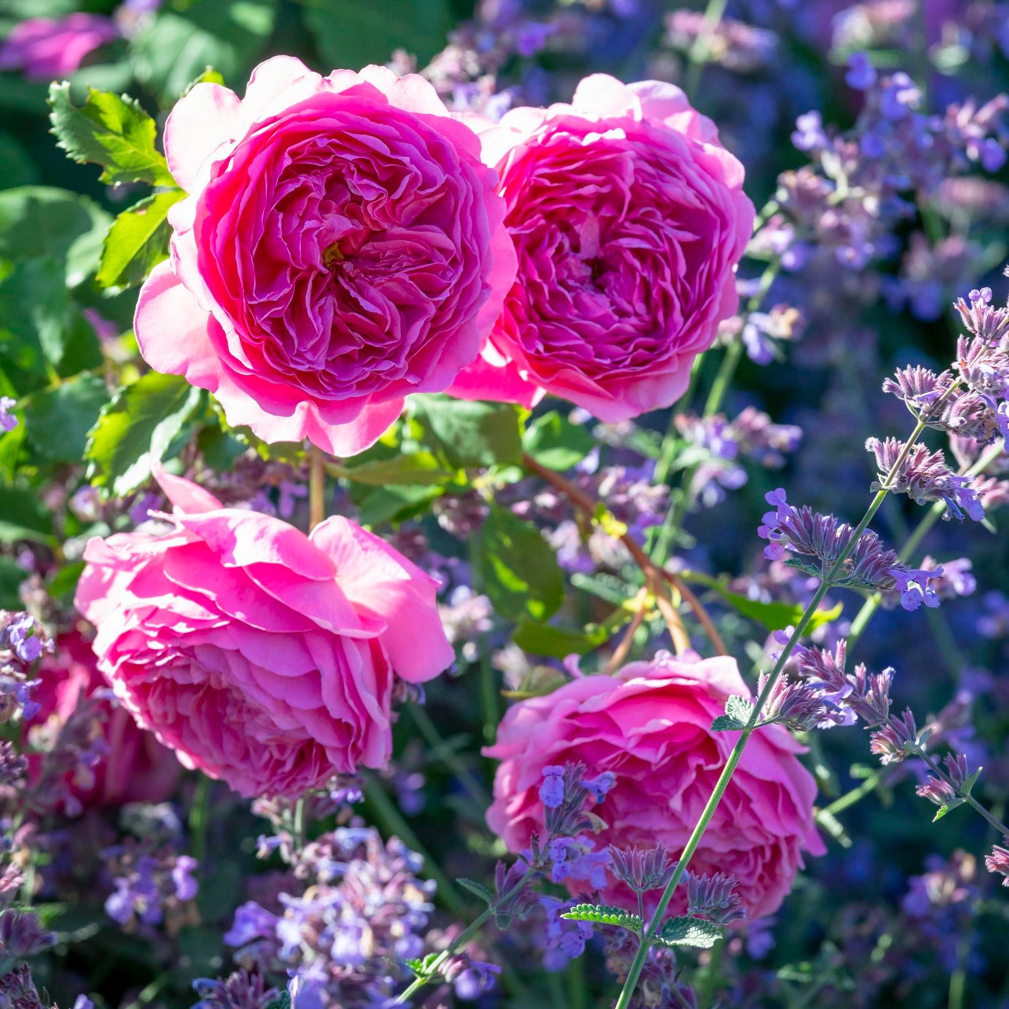 Princess Alexandra of Kent | English Shrub Rose | David Austin Roses