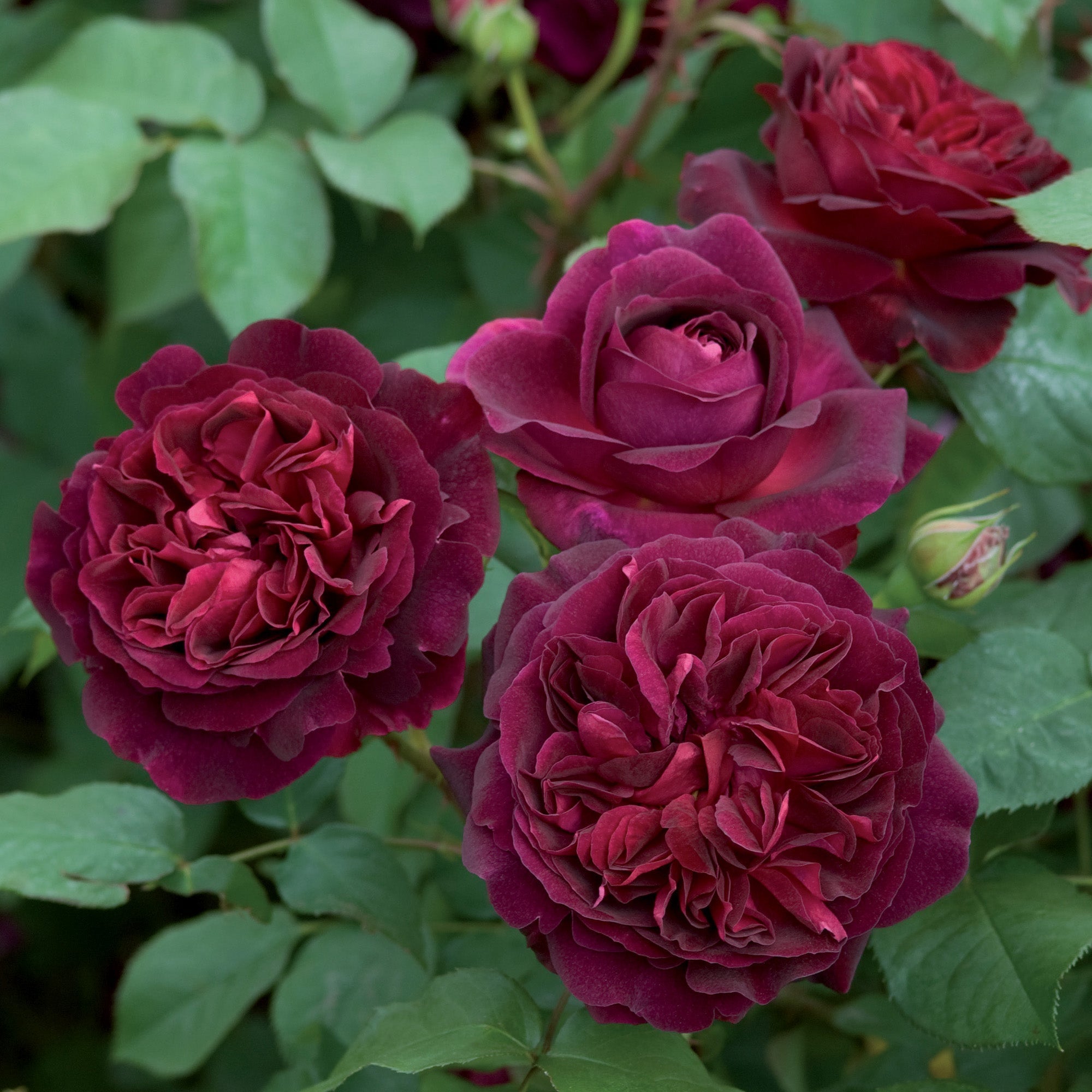Munstead Wood | English Standard Rose | David Austin Roses