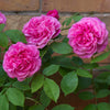 Gertrude Jekyll