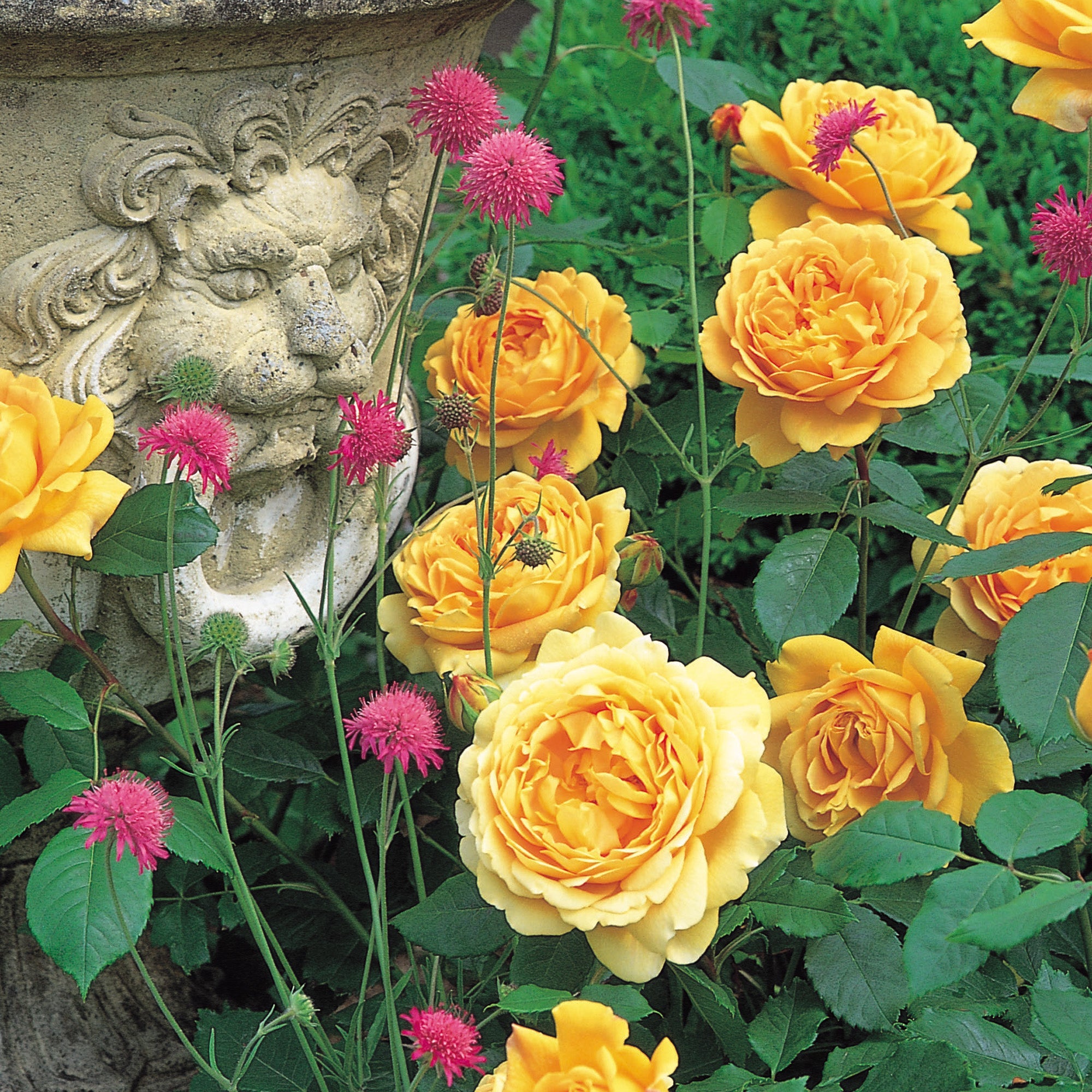 Golden Celebration | English Shrub Rose | David Austin Roses