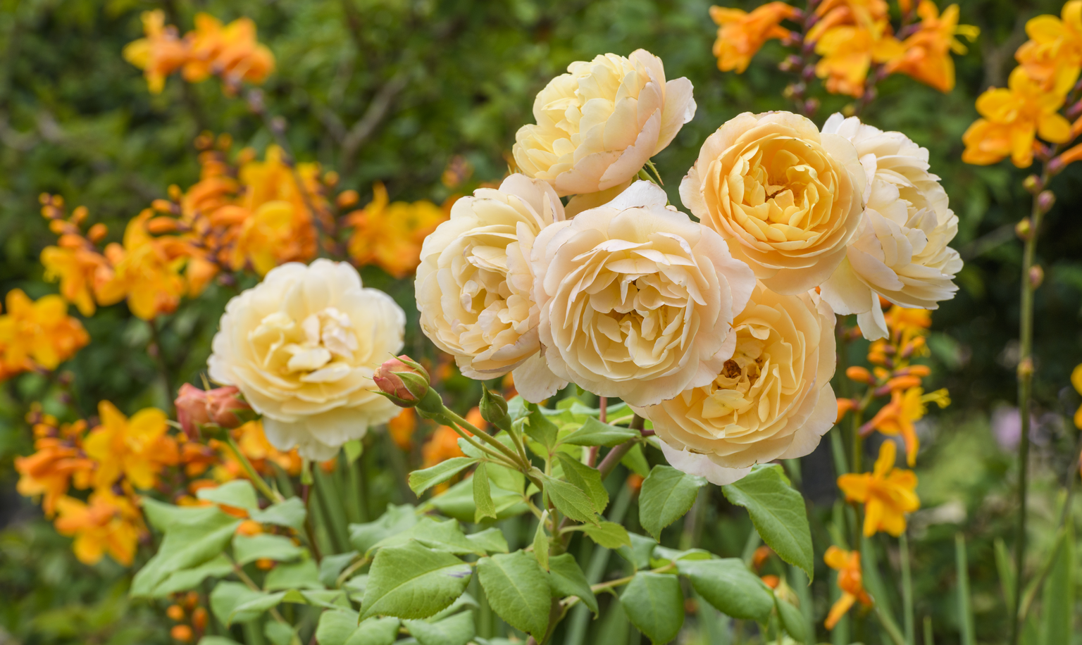 English Roses for the Australian Landscape