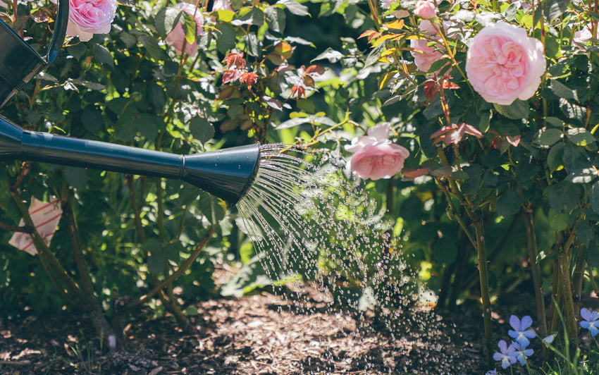 People watering roses