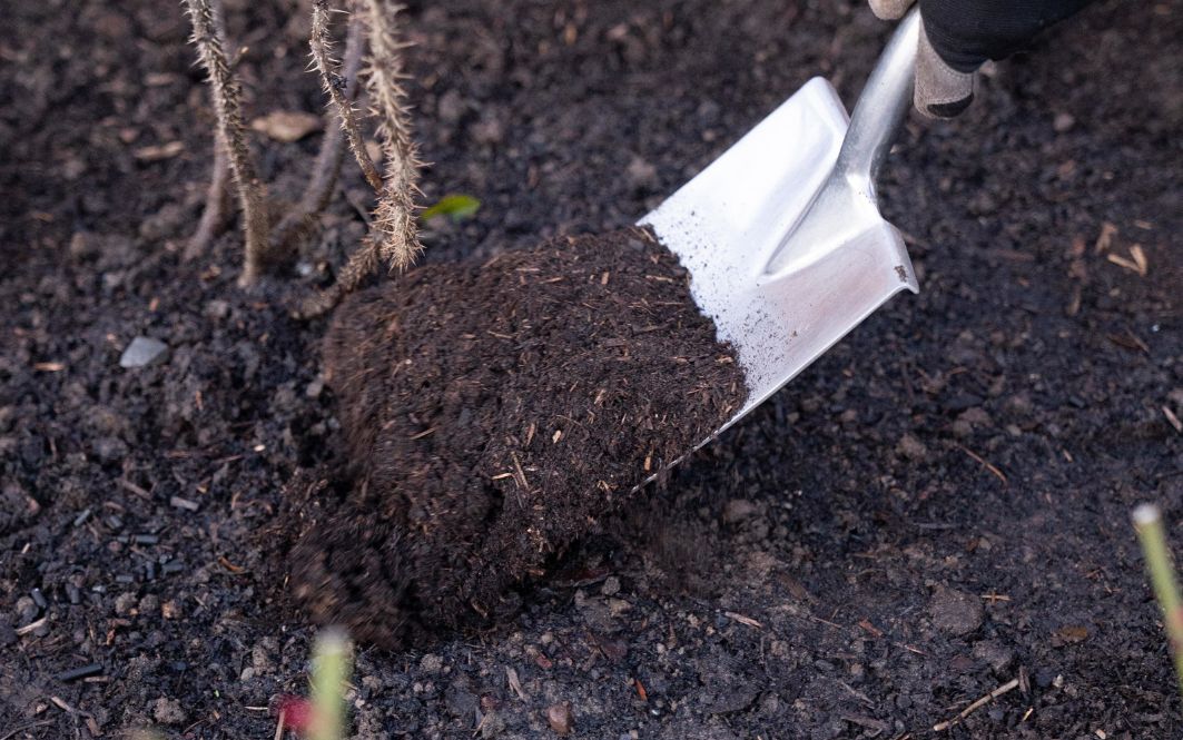 How to feed and mulch roses