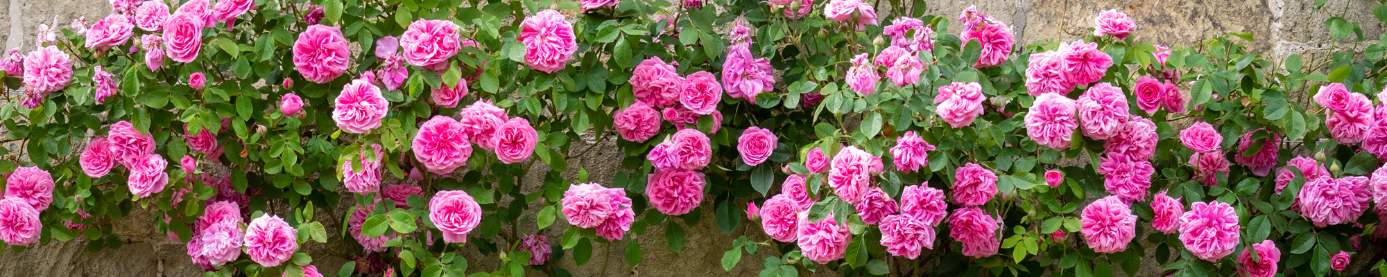Tumbling Roses English Climbing and Rambling Roses
