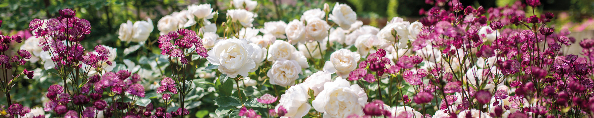 View All Roses – Page 3