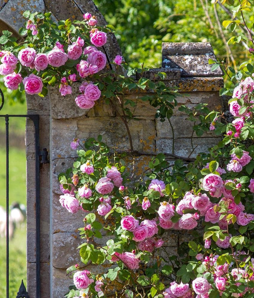 David Austin Roses - Australia