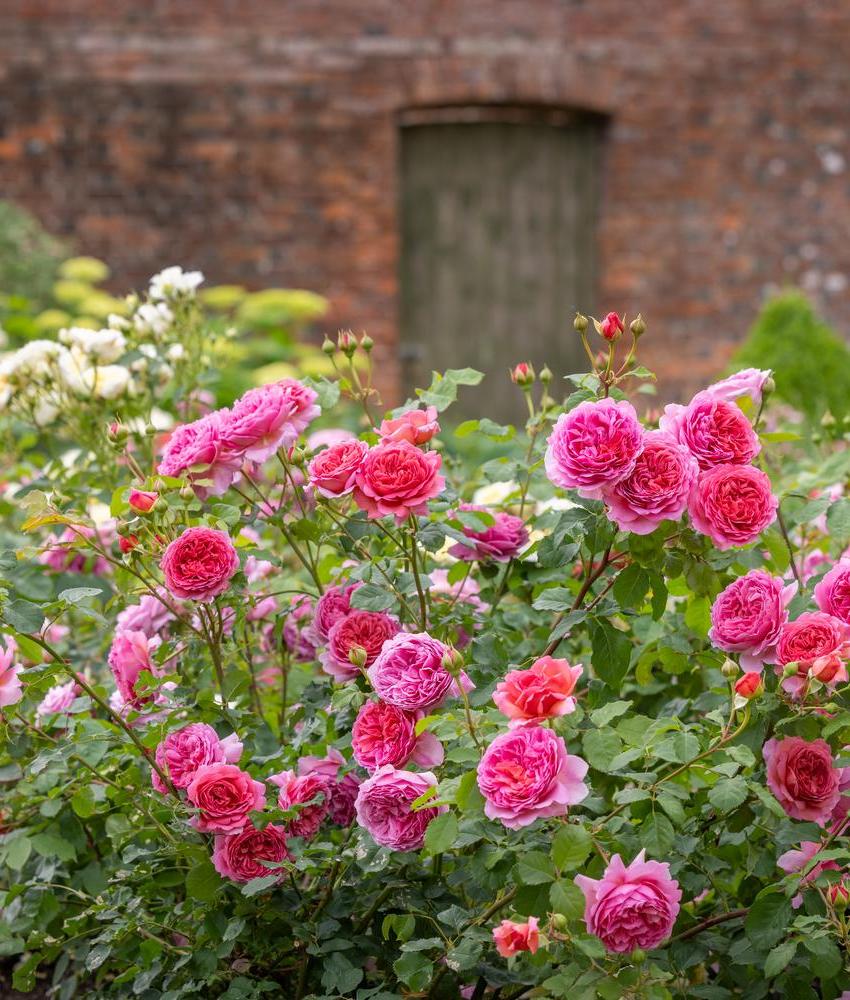 Discover the beauty of English roses: join our online course in Austra