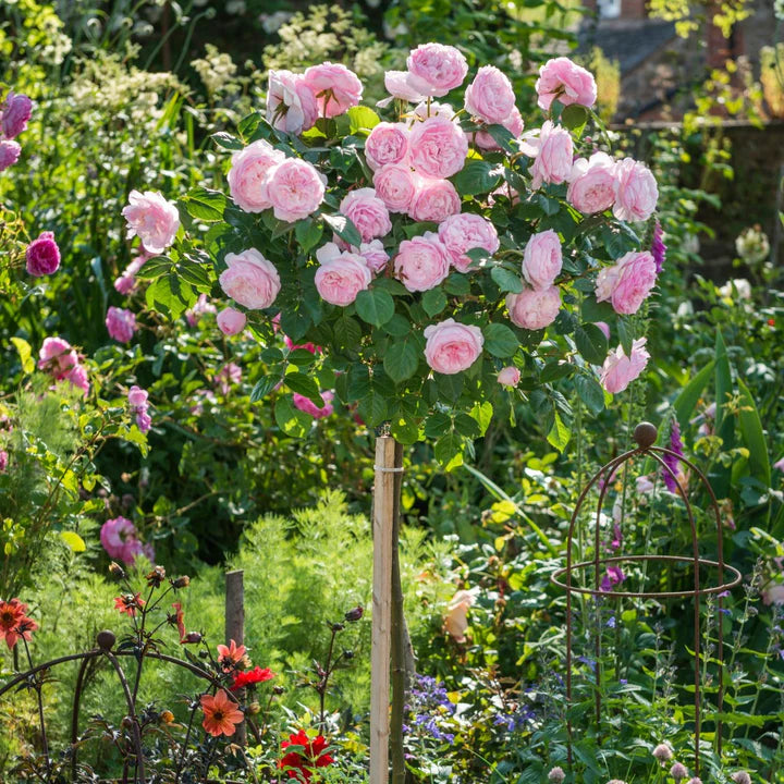 Pink Austin Roses Pink