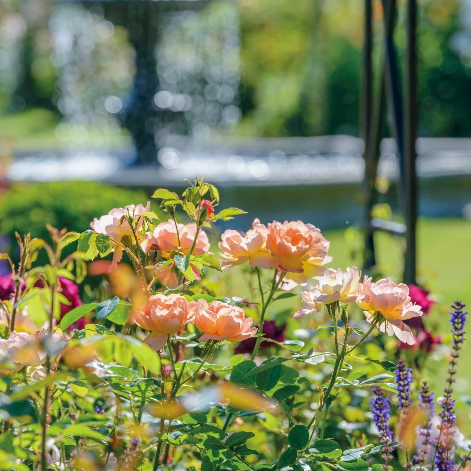 The Lark Ascending™