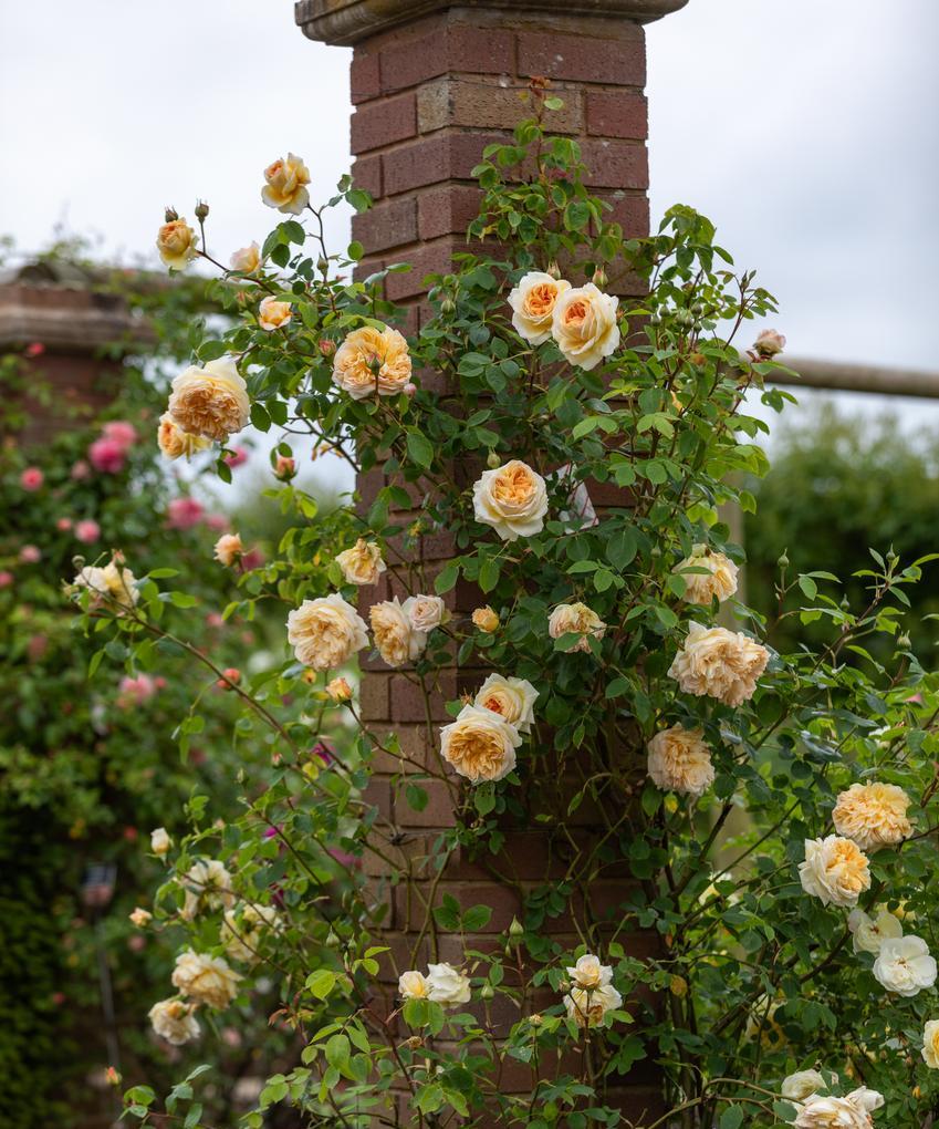 Discover the beauty of English roses: join our online course in Austra