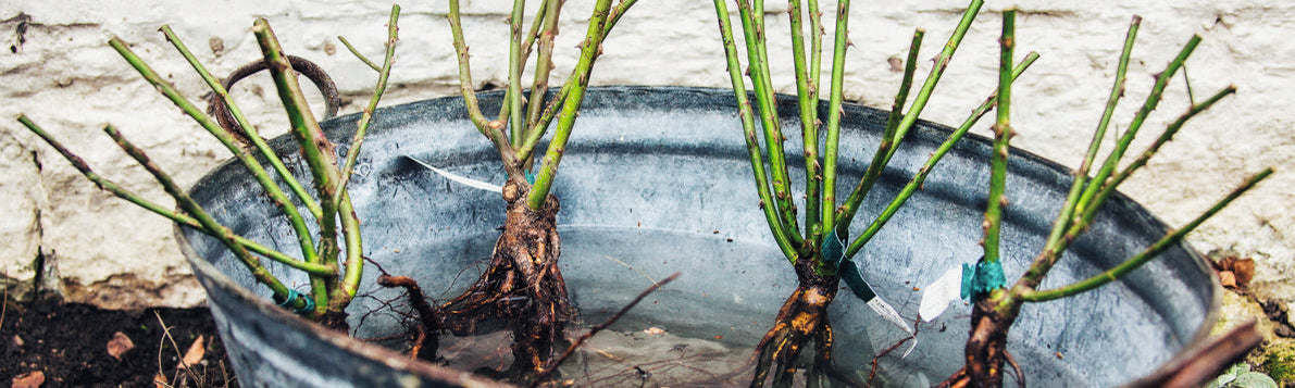 bare root roses soaking on a steel bucket