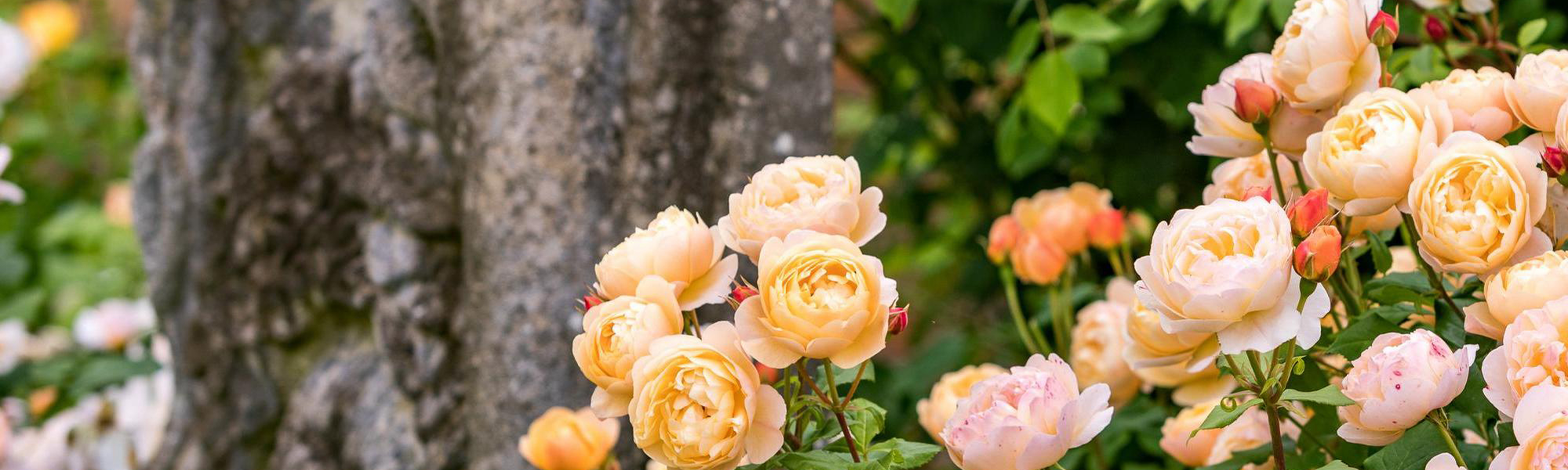 Roald Dahl Apricot orange english shrub rose