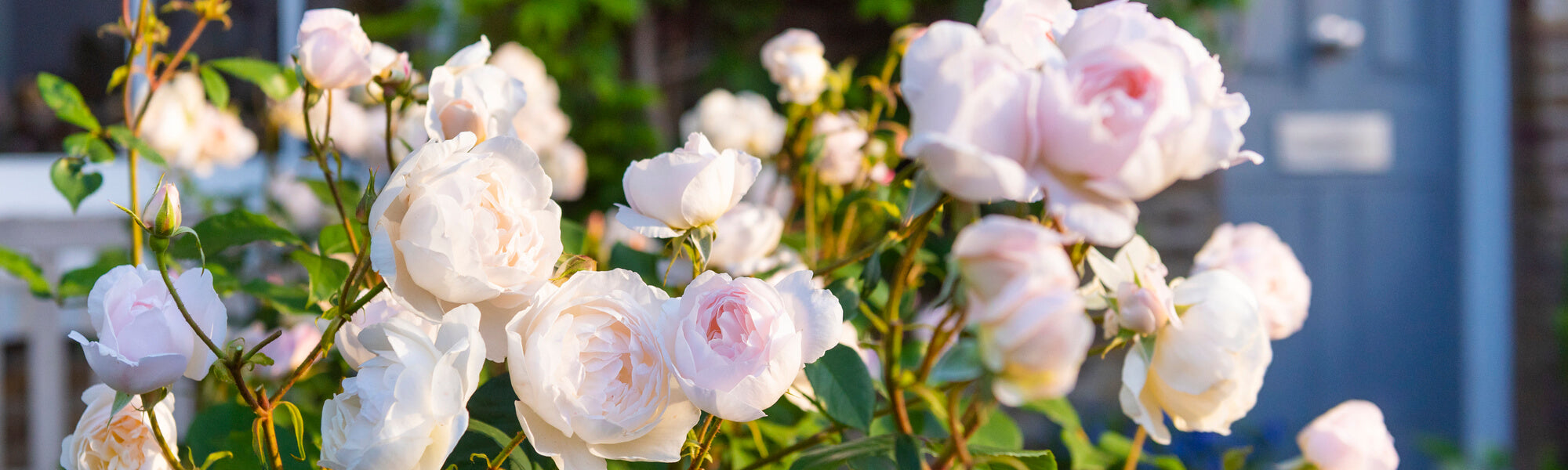The Basics of Growing Roses