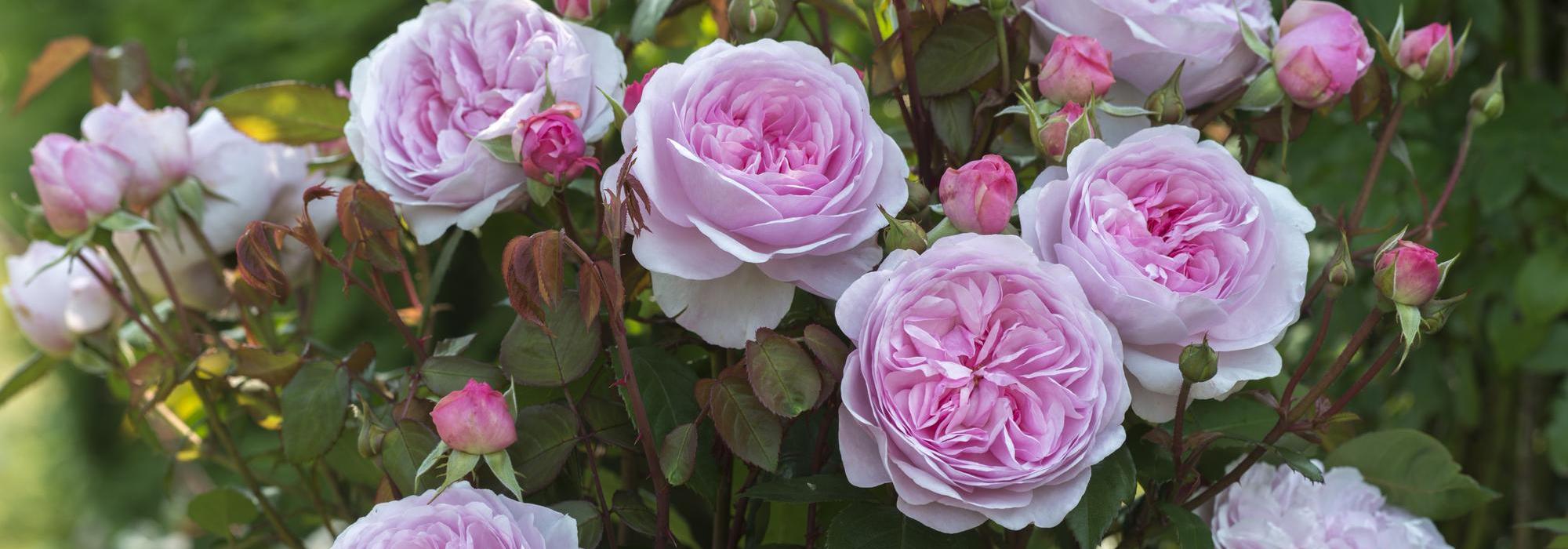 David Austin Roses Australia