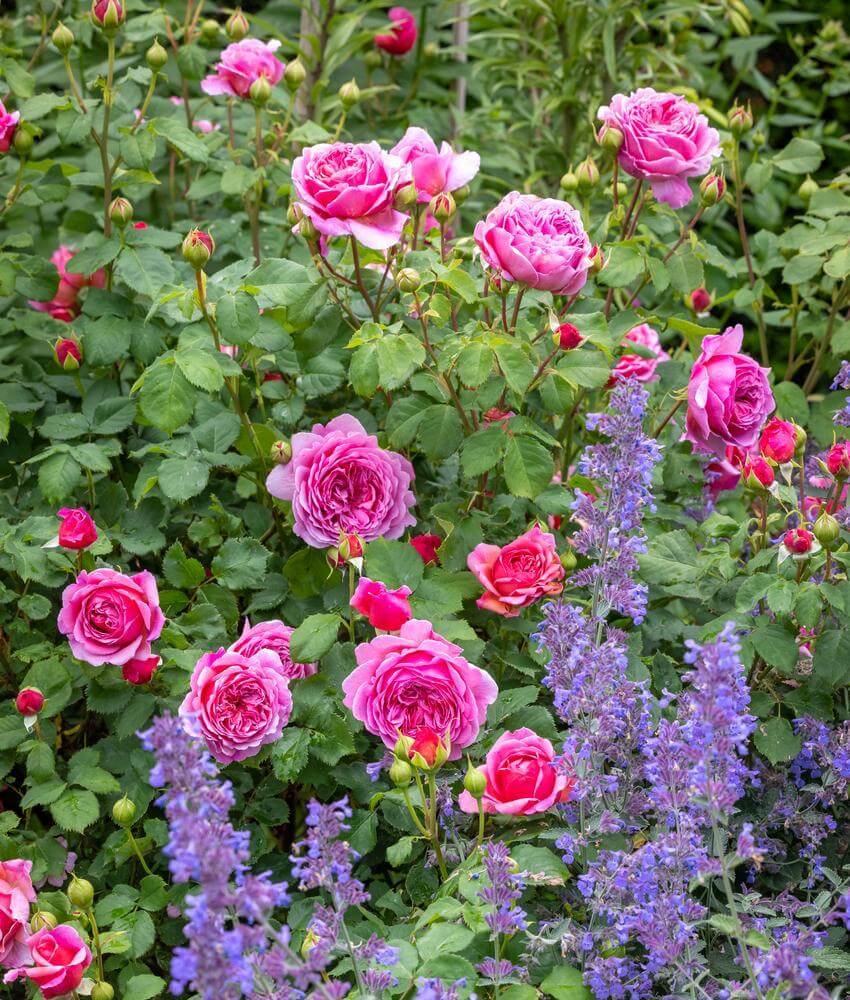David Austin Roses - Australia