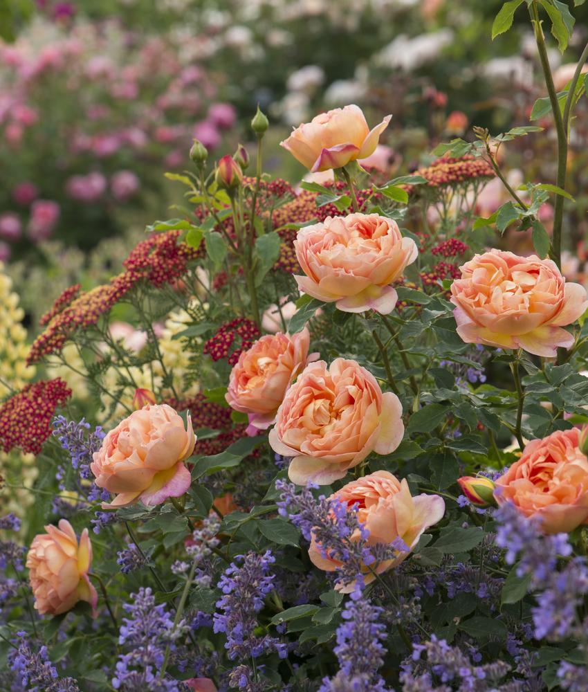 Aus Roses David Austin Roses - Australia