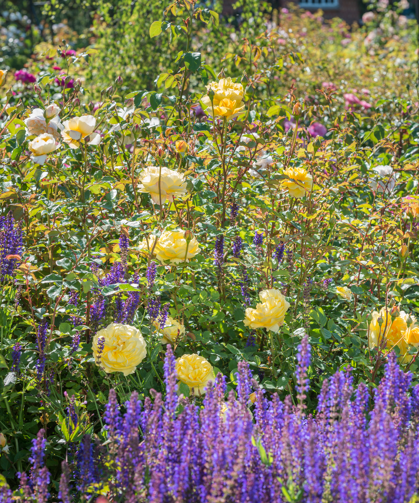 Companion Planting for Continuous Colour