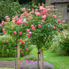 Boscobel