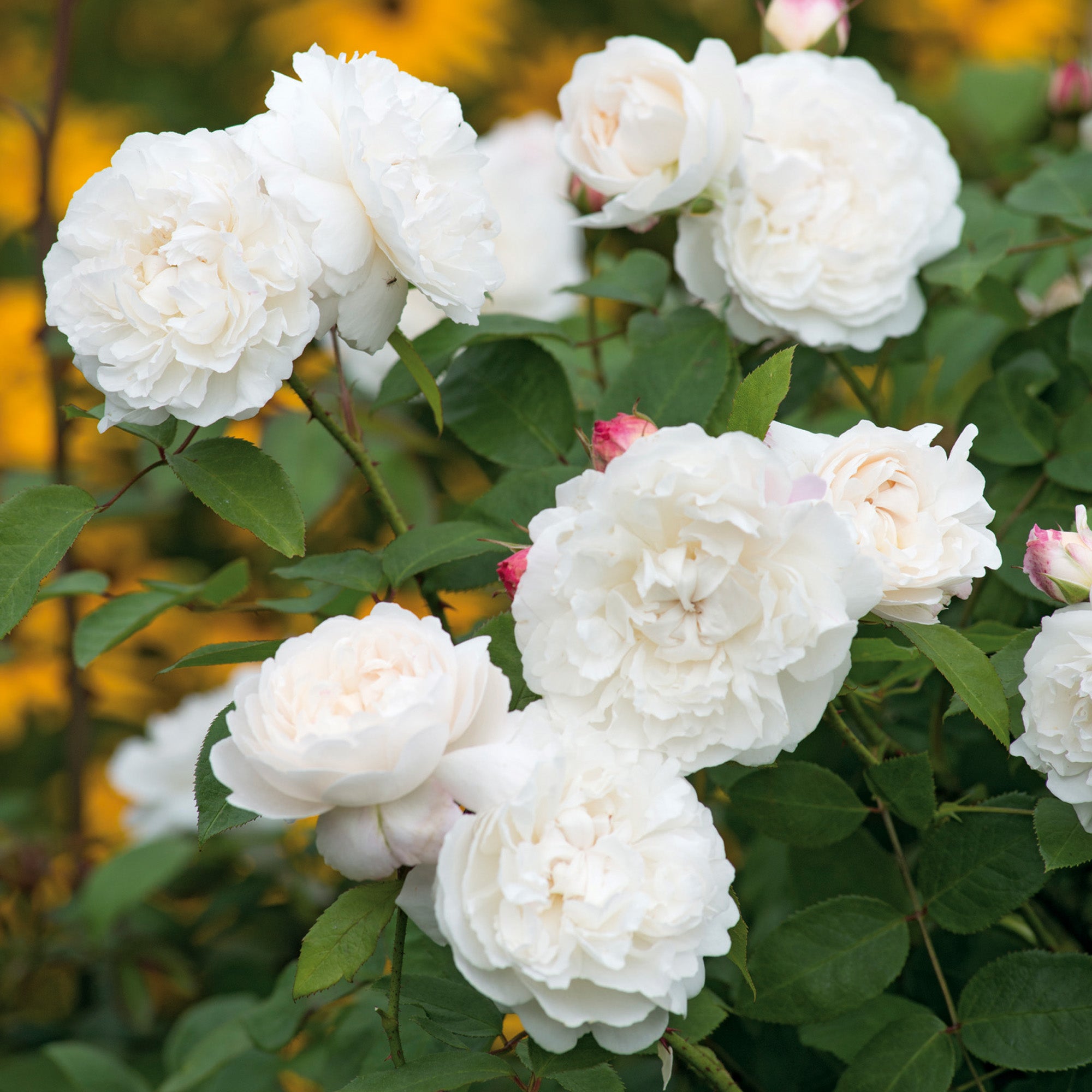 William and Catherine | English Standard Rose