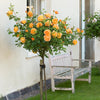 Lady of Shalott