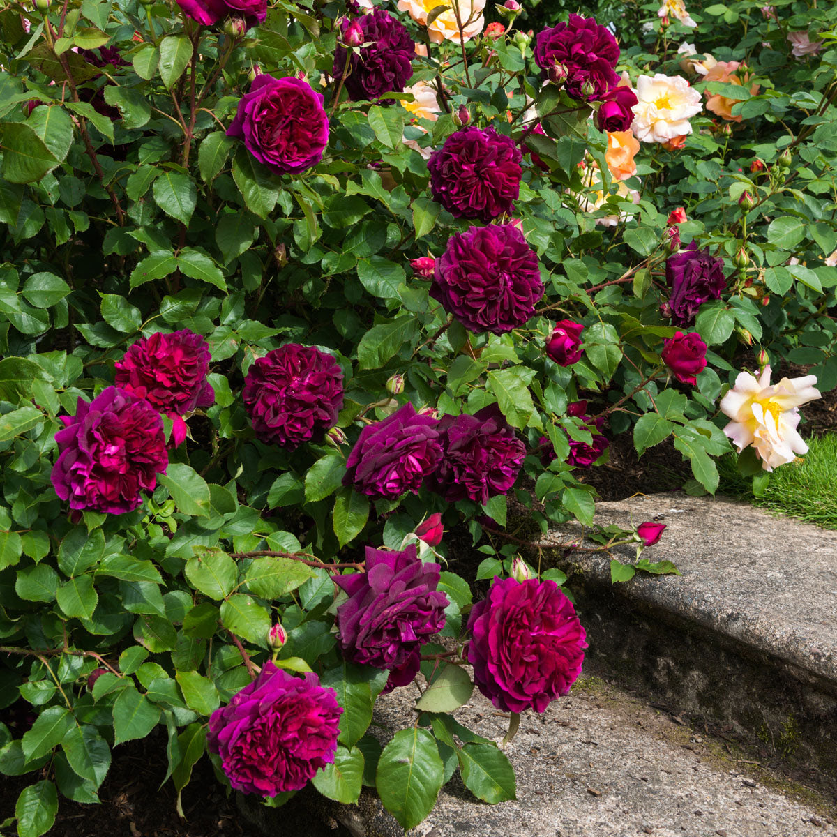Bumstead Roses Munstead Wood | English Shrub Rose | David Austin Roses