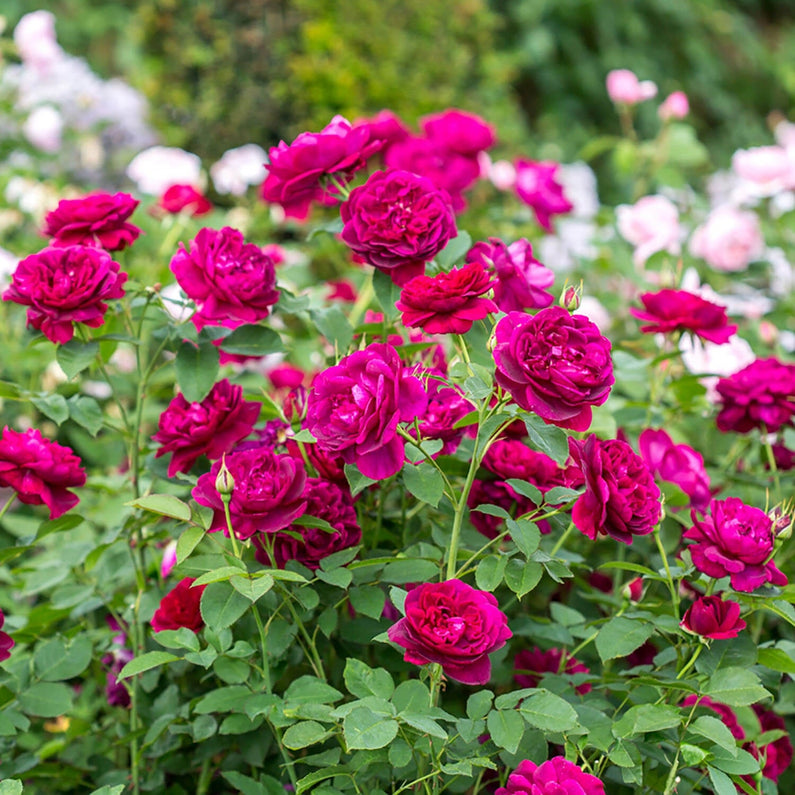 Darcey Bussell | English Shrub Rose | David Austin Roses