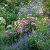Gertrude Jekyll