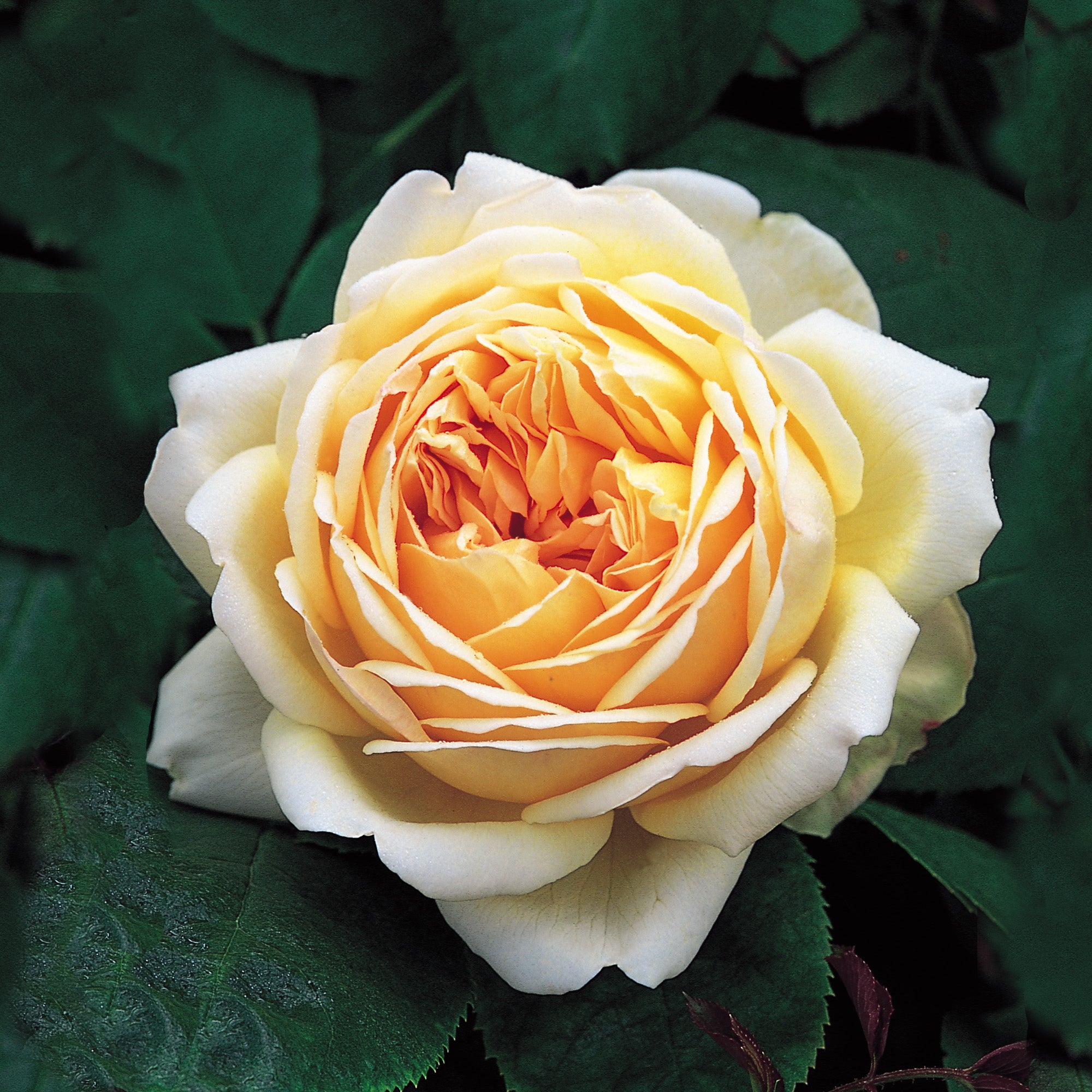 Obscure Roses Map Jude the Obscure | English Shrub Rose | David Austin Roses