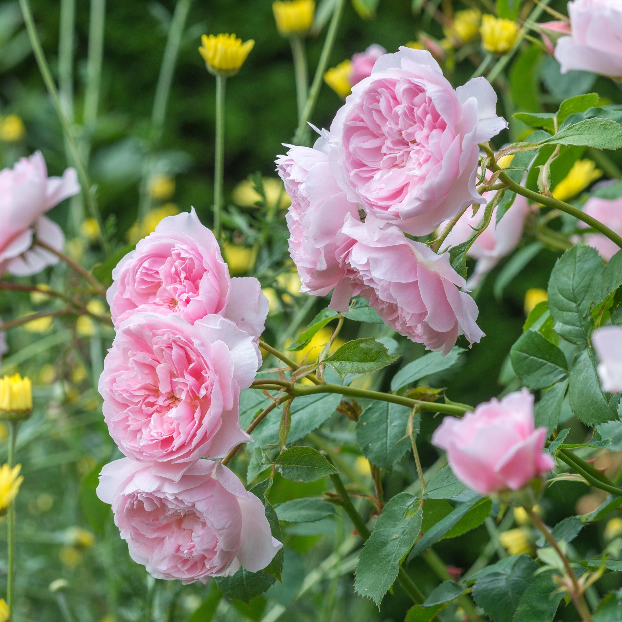 Wisley 2008