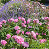 Gertrude Jekyll