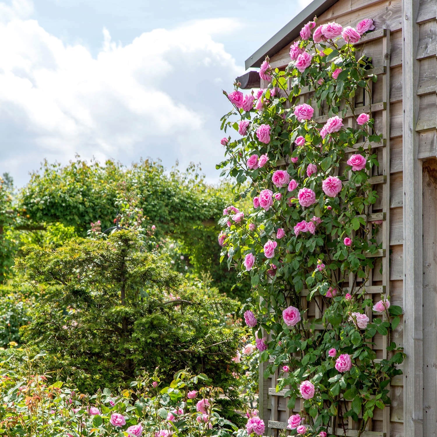 Gertrude Jekyll