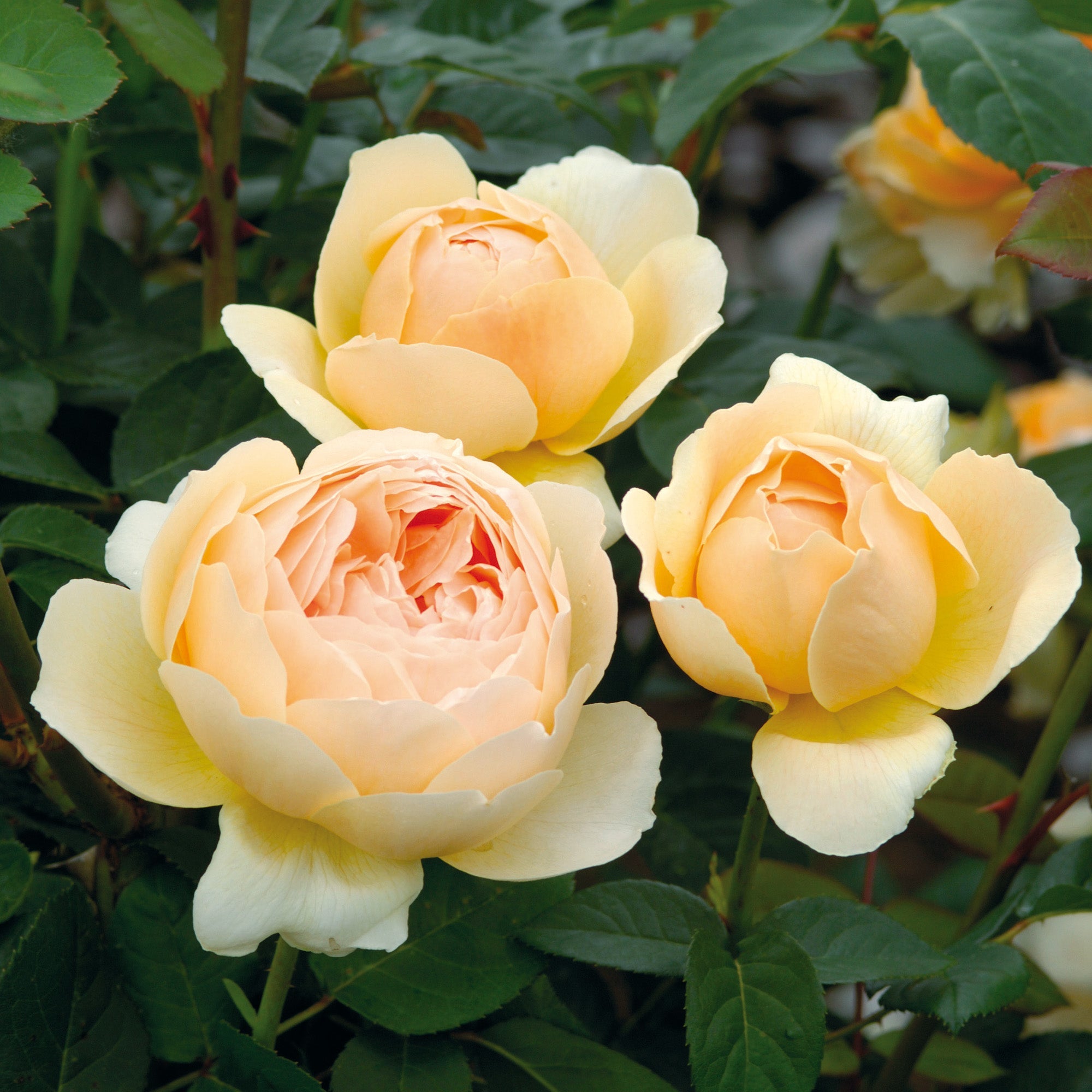 Jude the Obscure | English Standard Rose | David Austin Roses