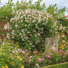 The Albrighton Rambler