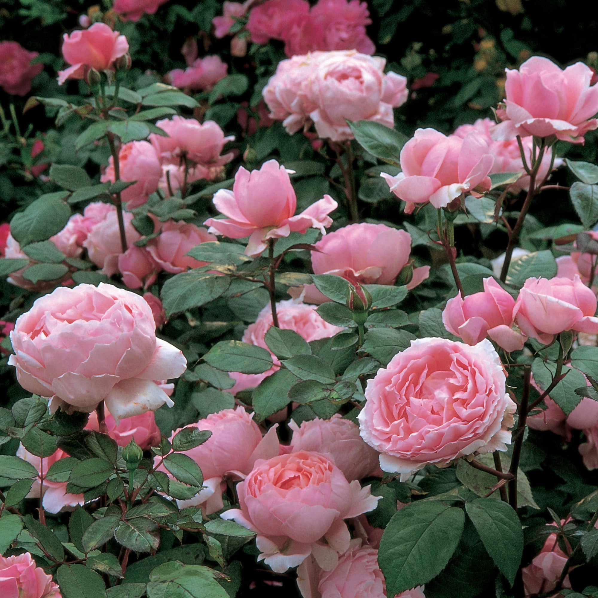 Brother Cadfael | English Shrub Rose | David Austin Roses