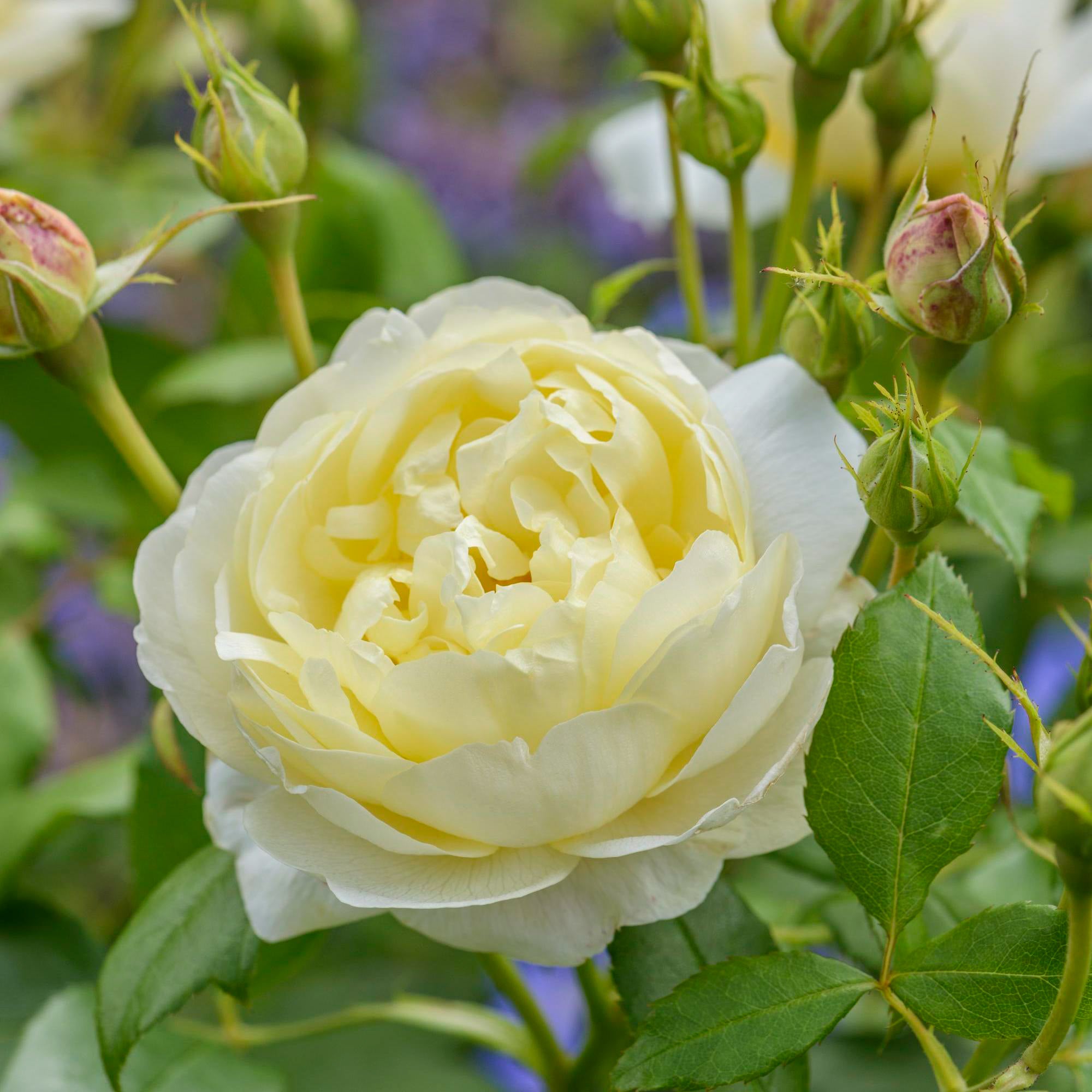 Pale Lemon Roses Vanessa Bell | English Shrub Rose | David Austin Roses
