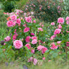 Gertrude Jekyll