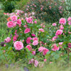 Gertrude Jekyll®