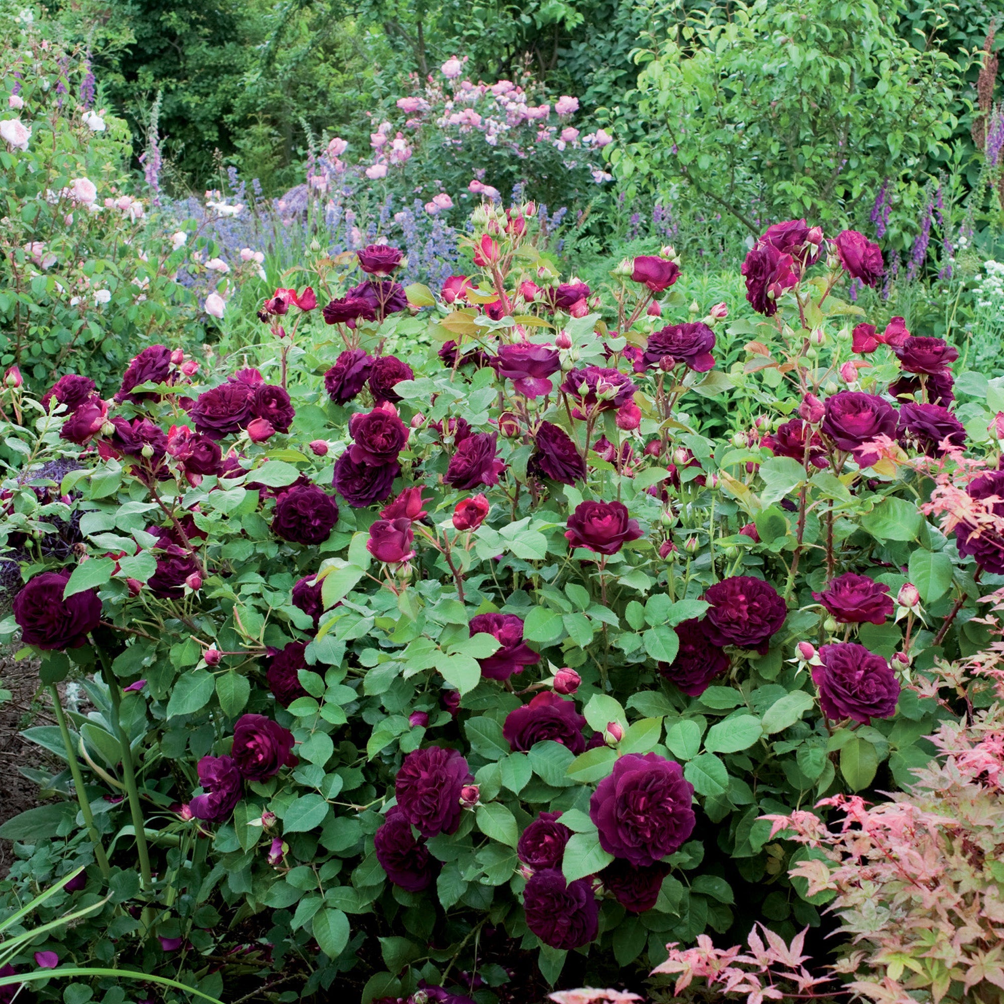 Bumstead Roses Munstead Wood | English Shrub Rose | David Austin Roses