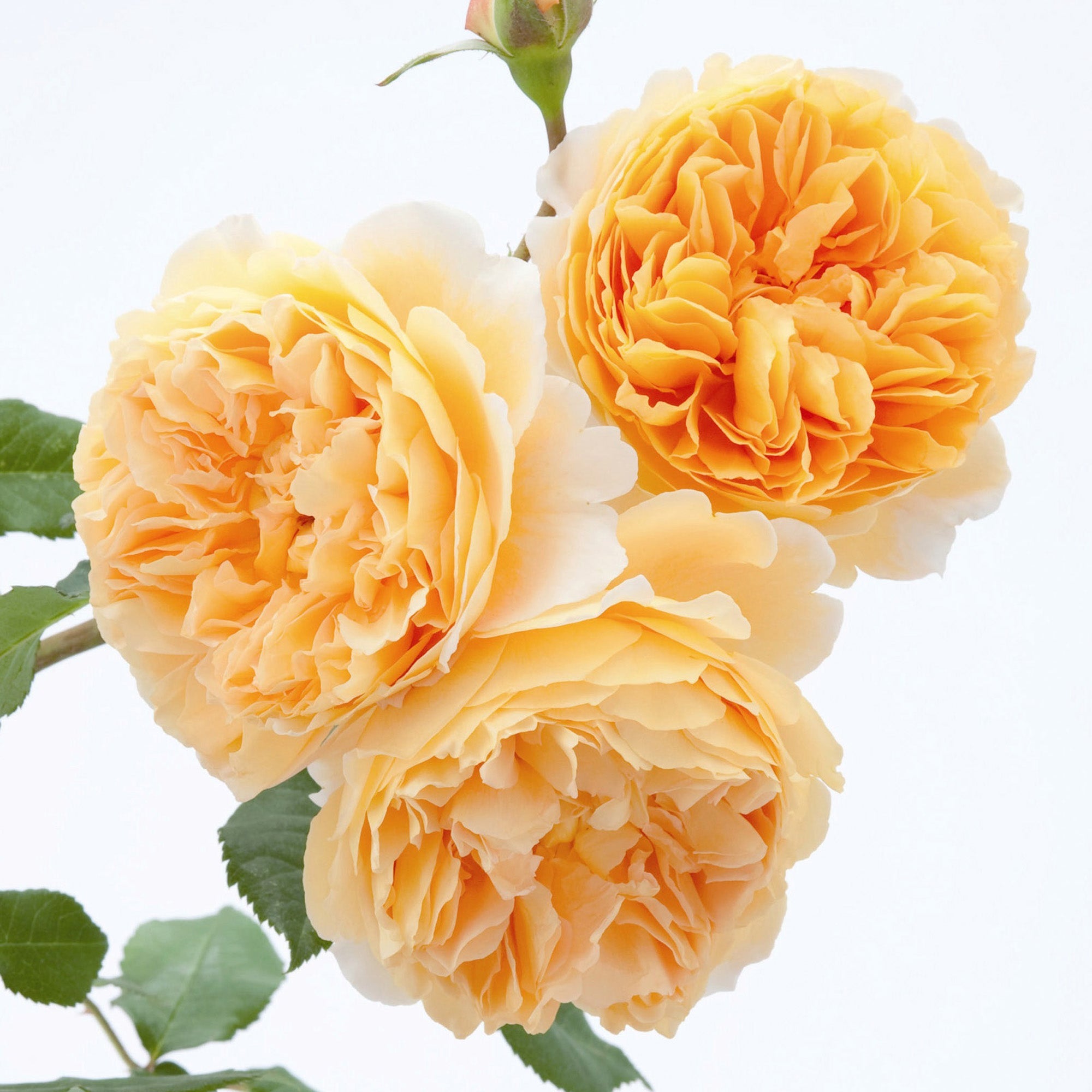 Crown Princess Margareta