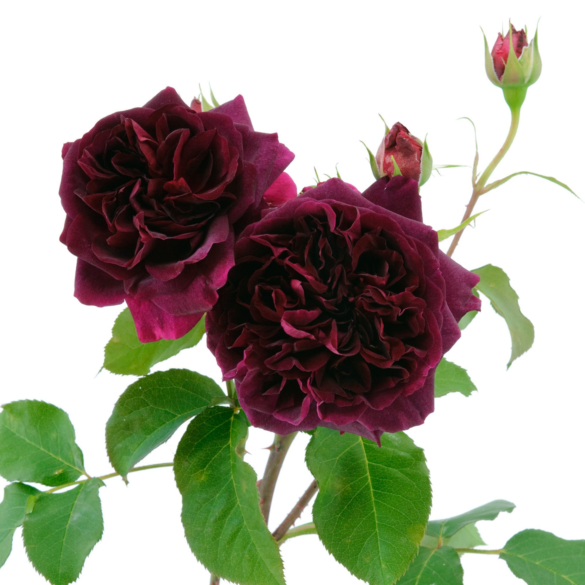 Bumstead Roses Munstead Wood | English Shrub Rose | David Austin Roses