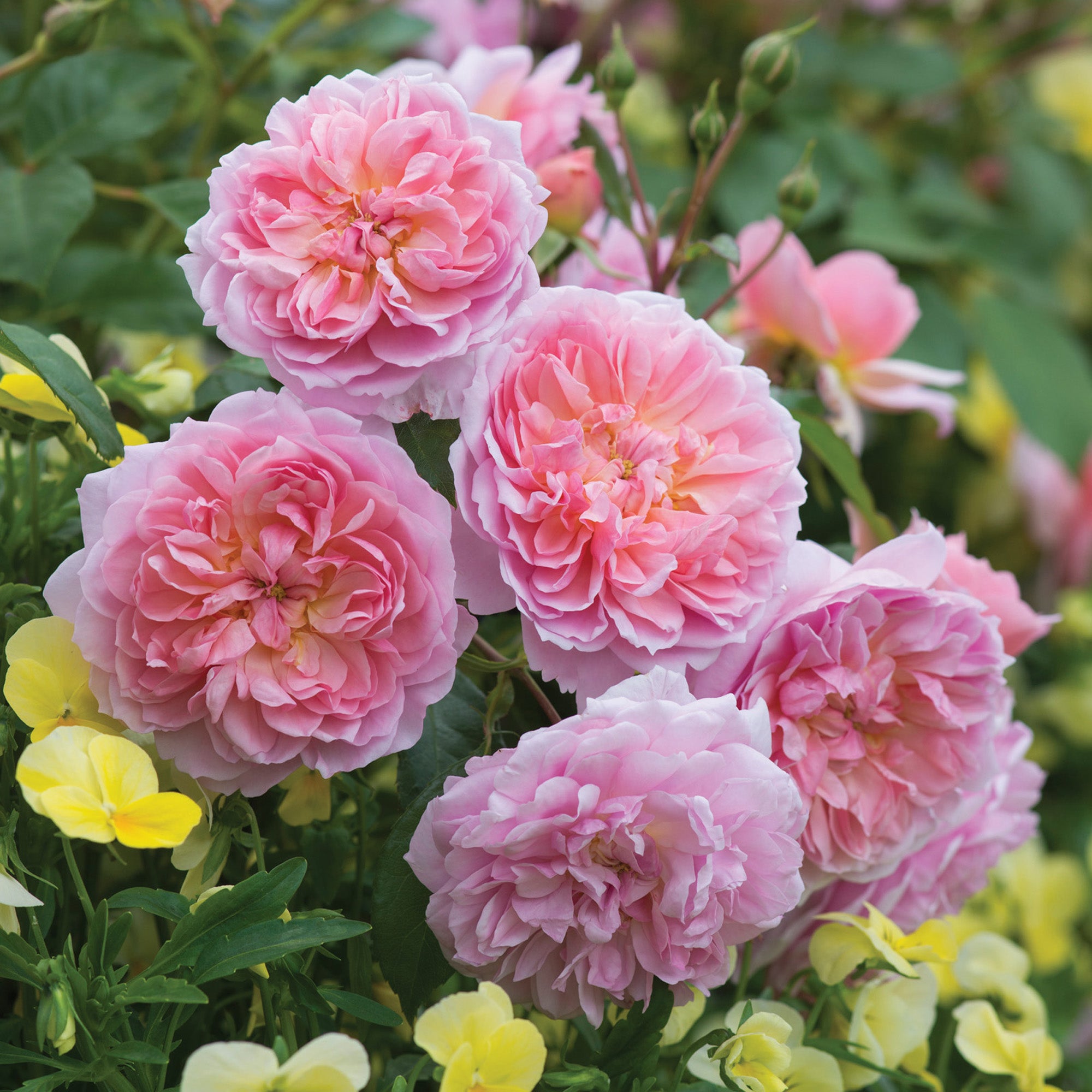 Anne Boleyn | English Shrub Rose | David Austin Roses