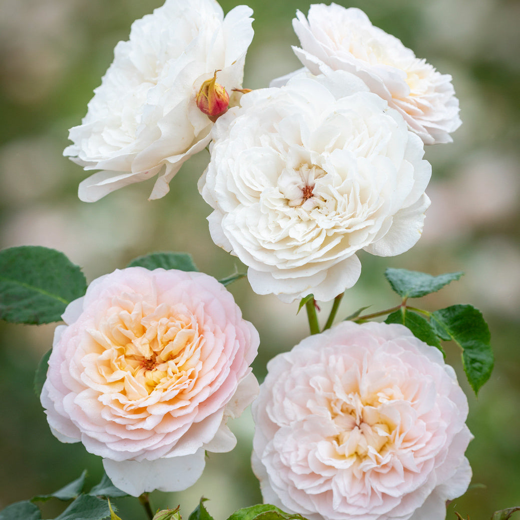 English Spring Roses Emily Bronte | English Shrub Rose | David Austin Roses